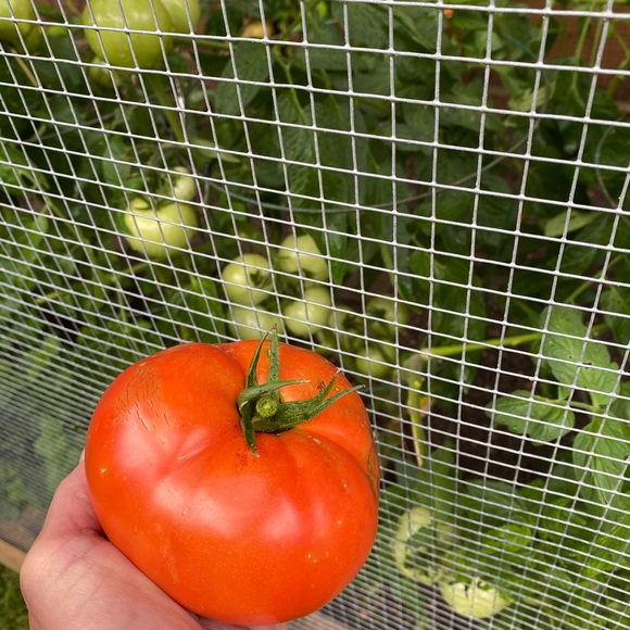 Meet your Posher, Marja - Picture 1 of 1